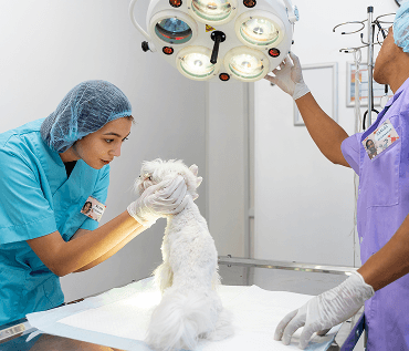Greenfield Veterinary Surgery