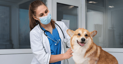 Meadow View Equine Clinic