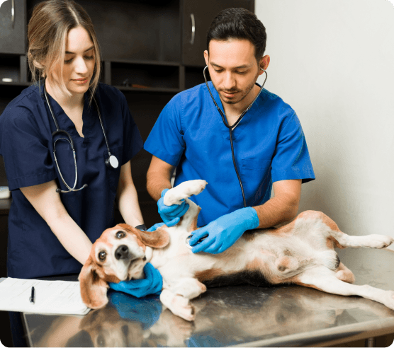 Vets grooming a dog